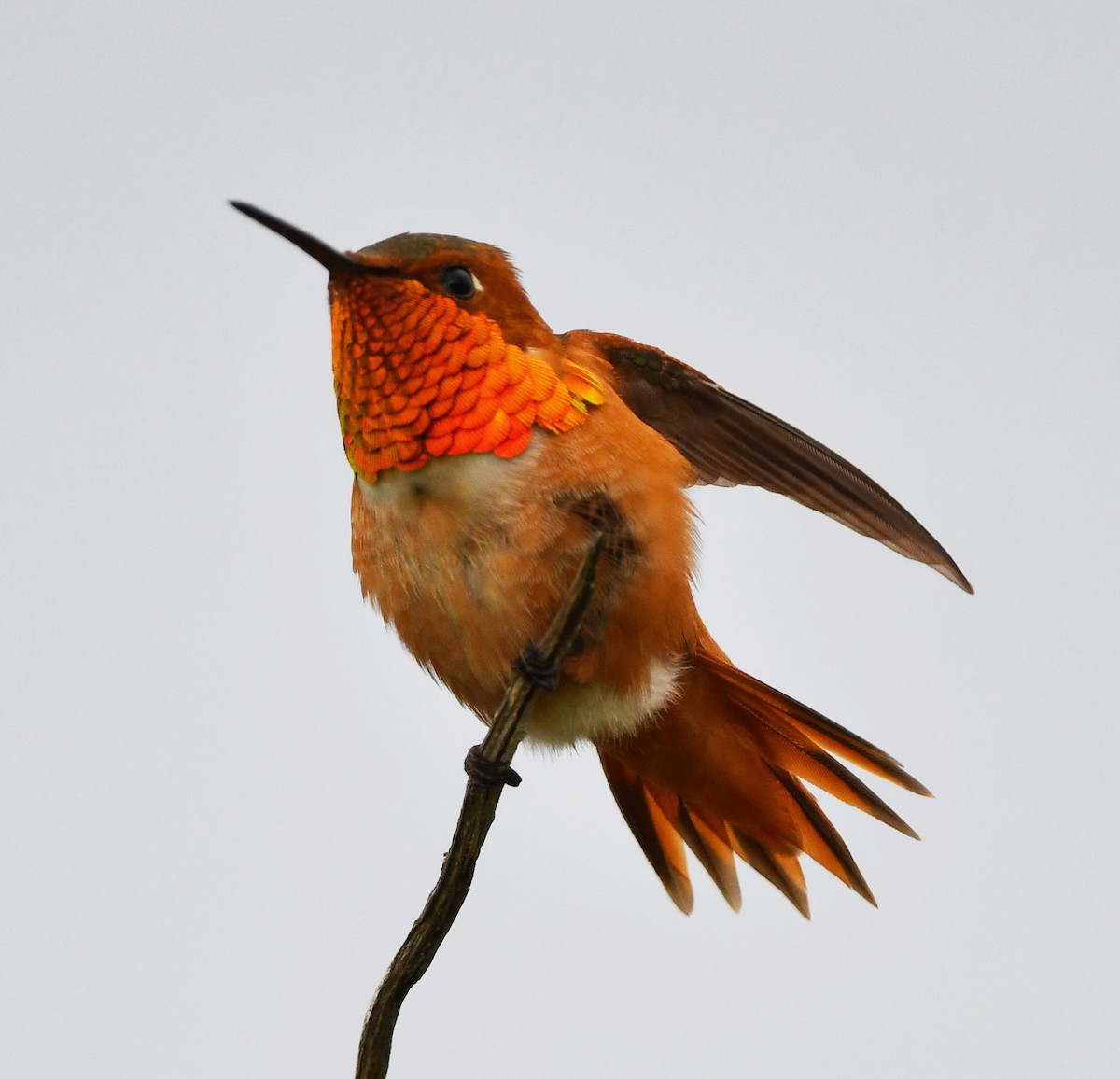 Allen's Hummingbird - Jeremy Cohen