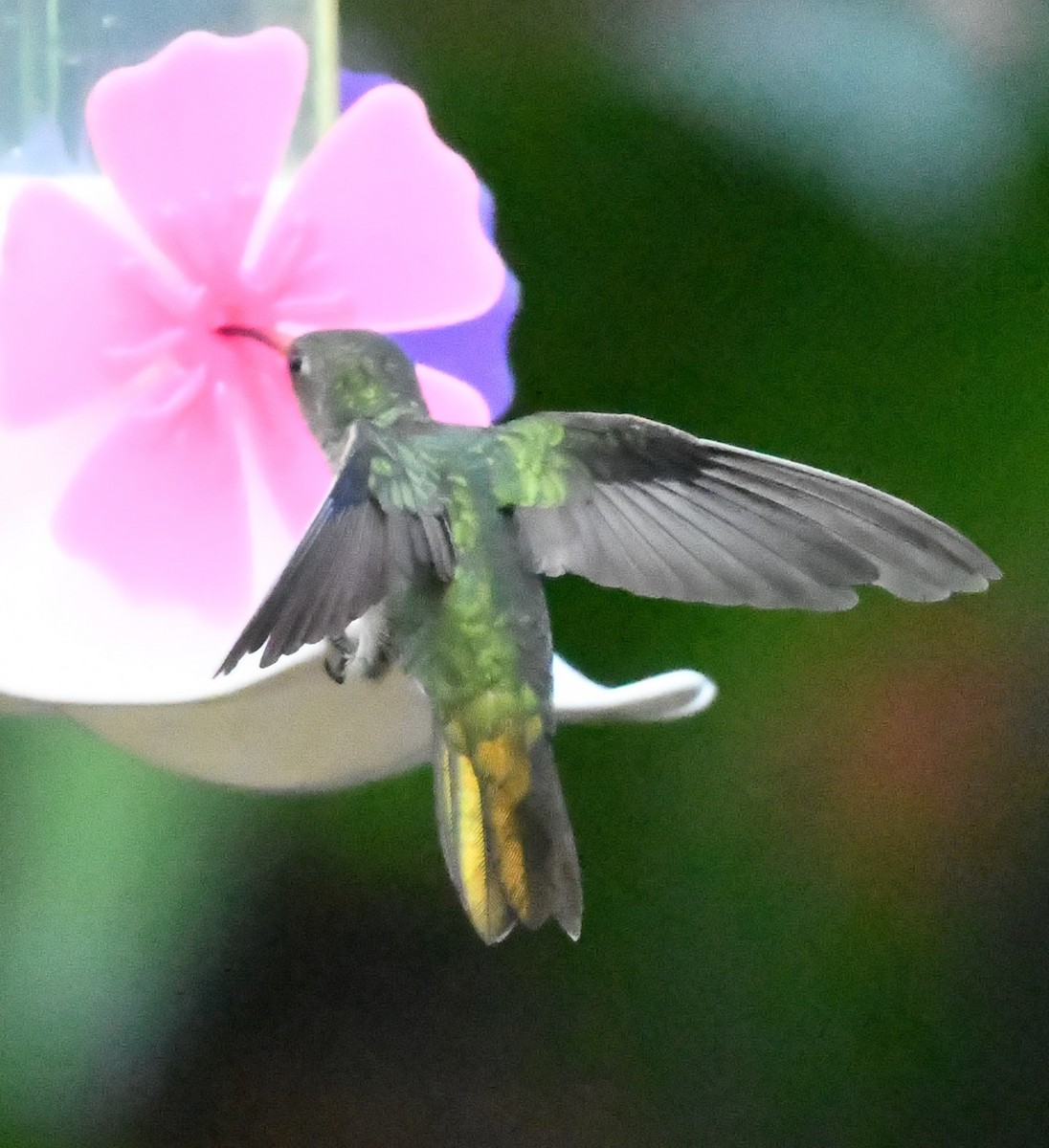 Gilded Hummingbird - Neil Wingert
