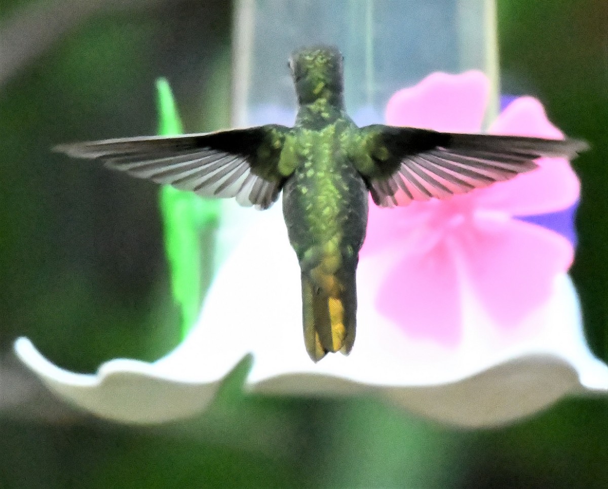 Gilded Hummingbird - Neil Wingert