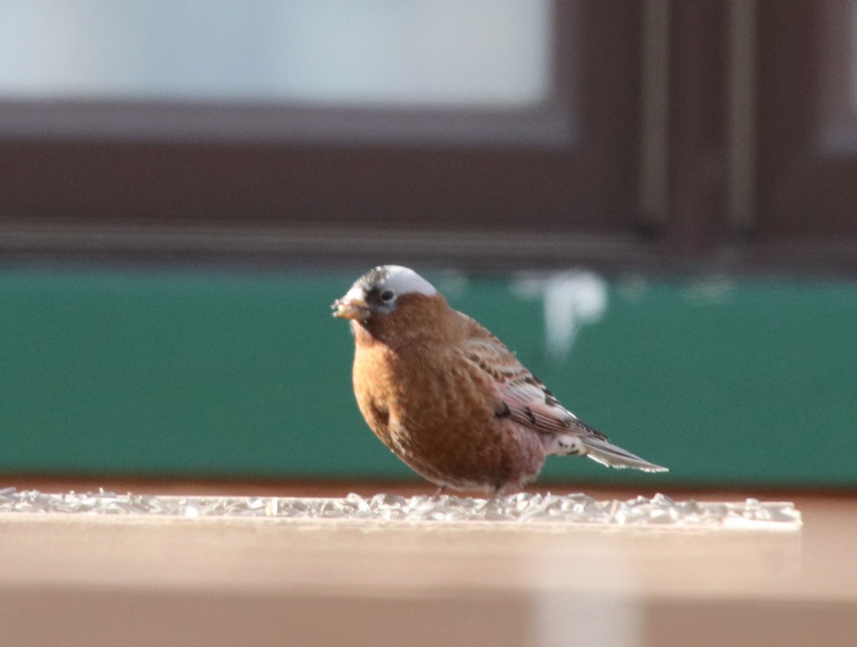 Gray-crowned Rosy-Finch - ML616700795