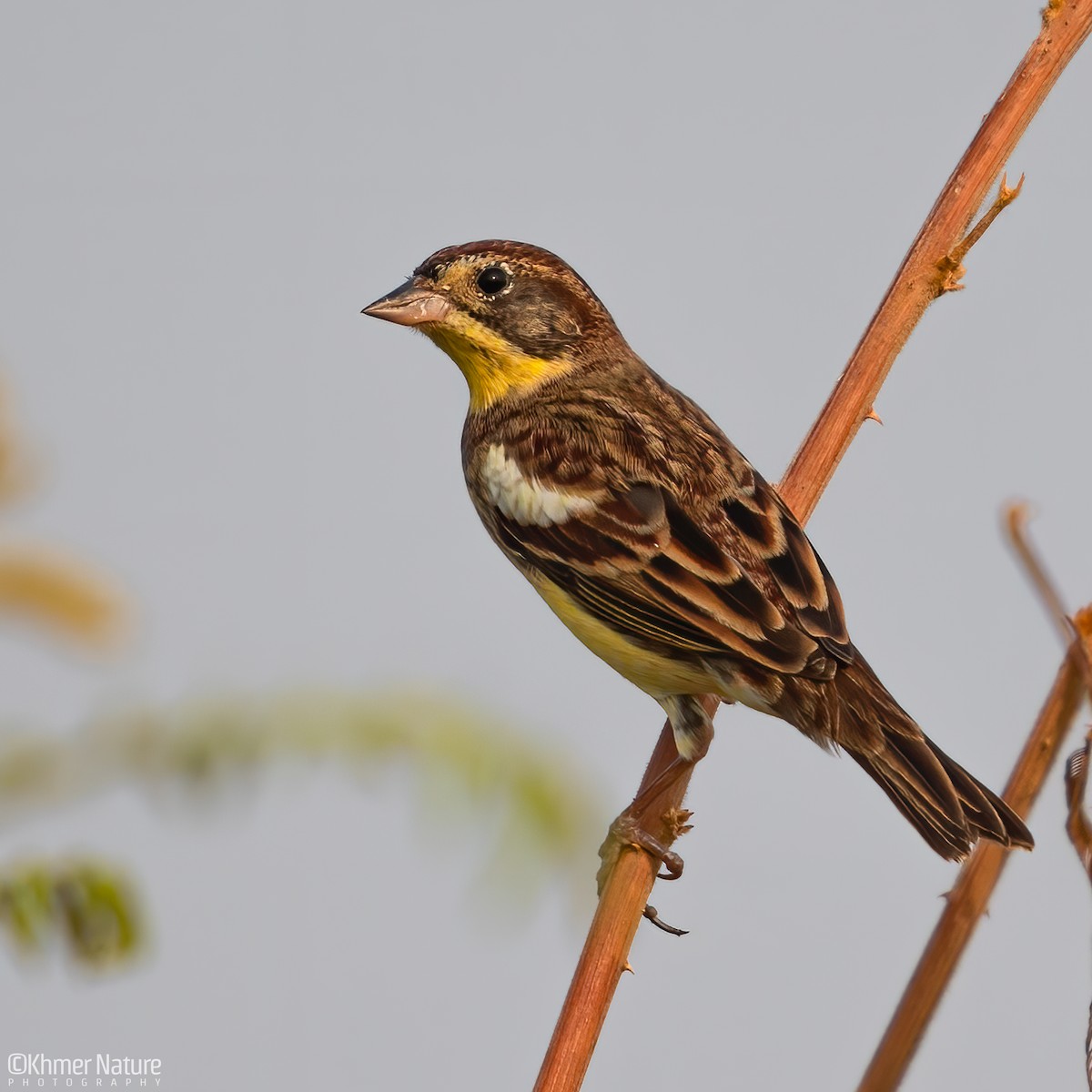 Yellow-breasted Bunting - ML616700926