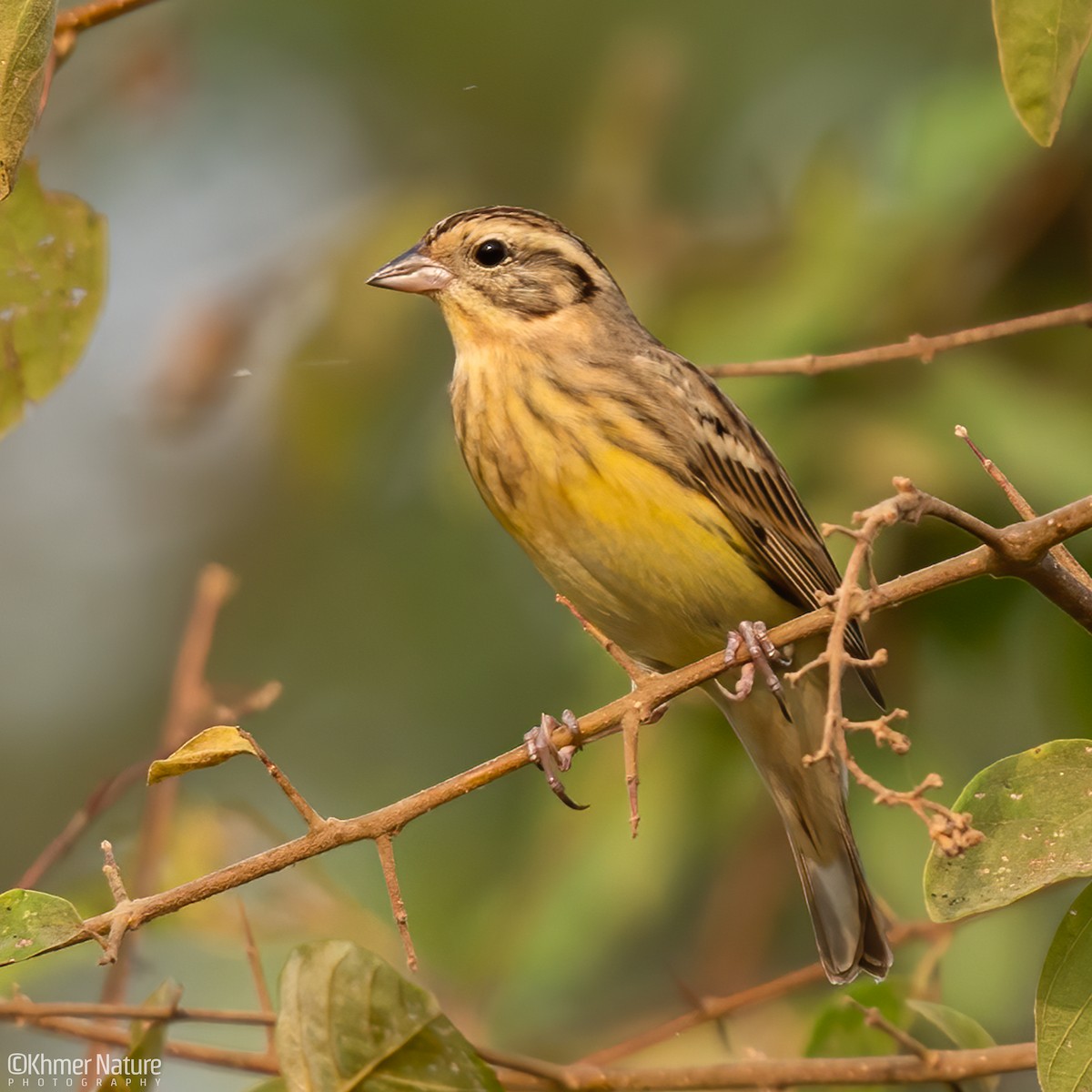 Yellow-breasted Bunting - ML616700927