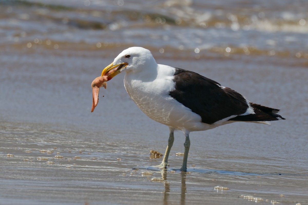 Kelp Gull (dominicanus) - ML616700959