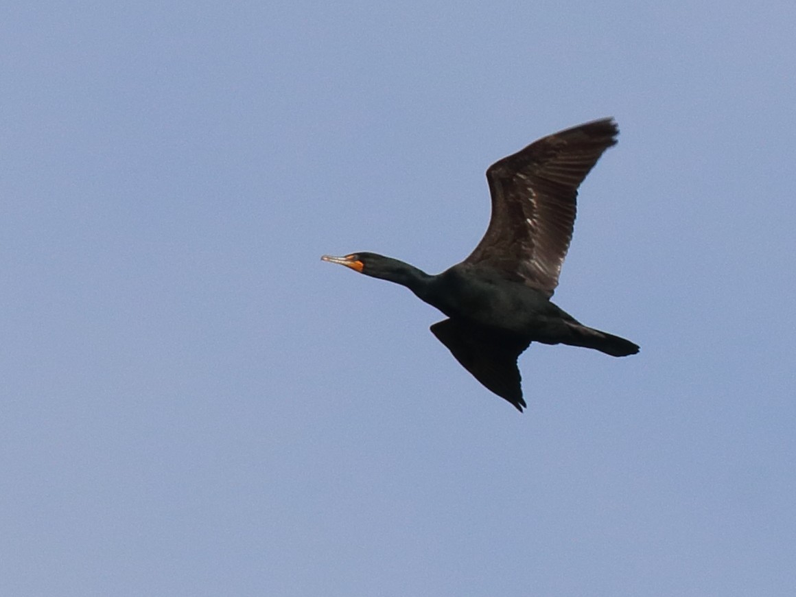 Double-crested Cormorant - Mark E Land
