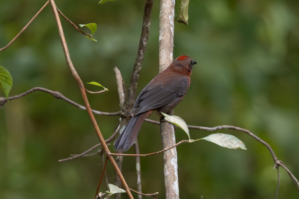 Red-crowned Ant-Tanager - Mason Flint