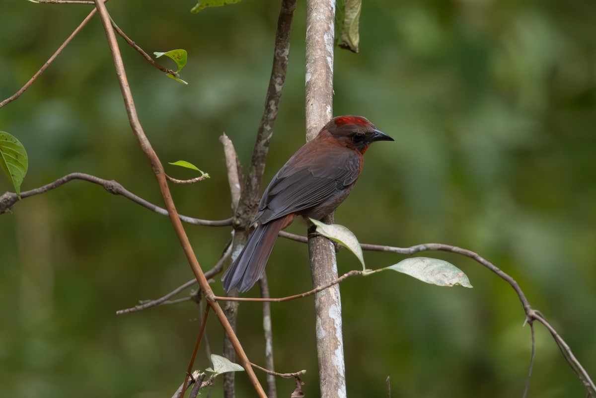 Red-crowned Ant-Tanager - ML616701005