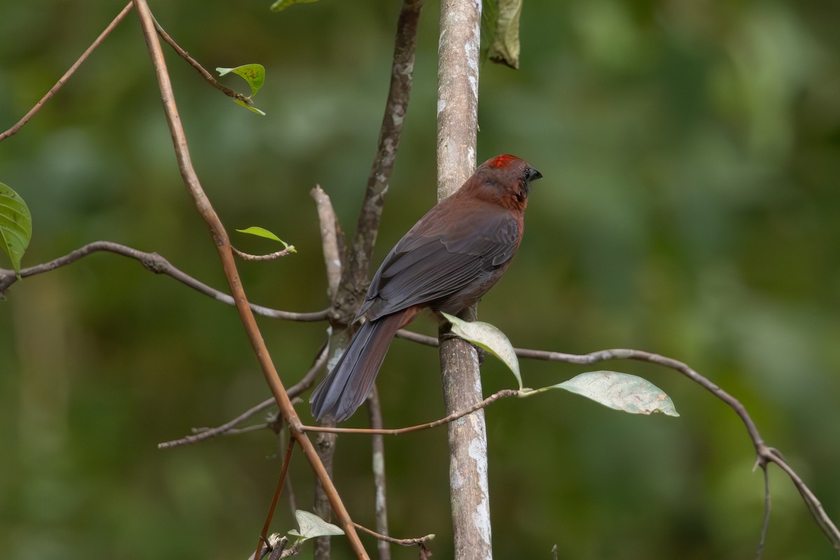 Red-crowned Ant-Tanager - Mason Flint