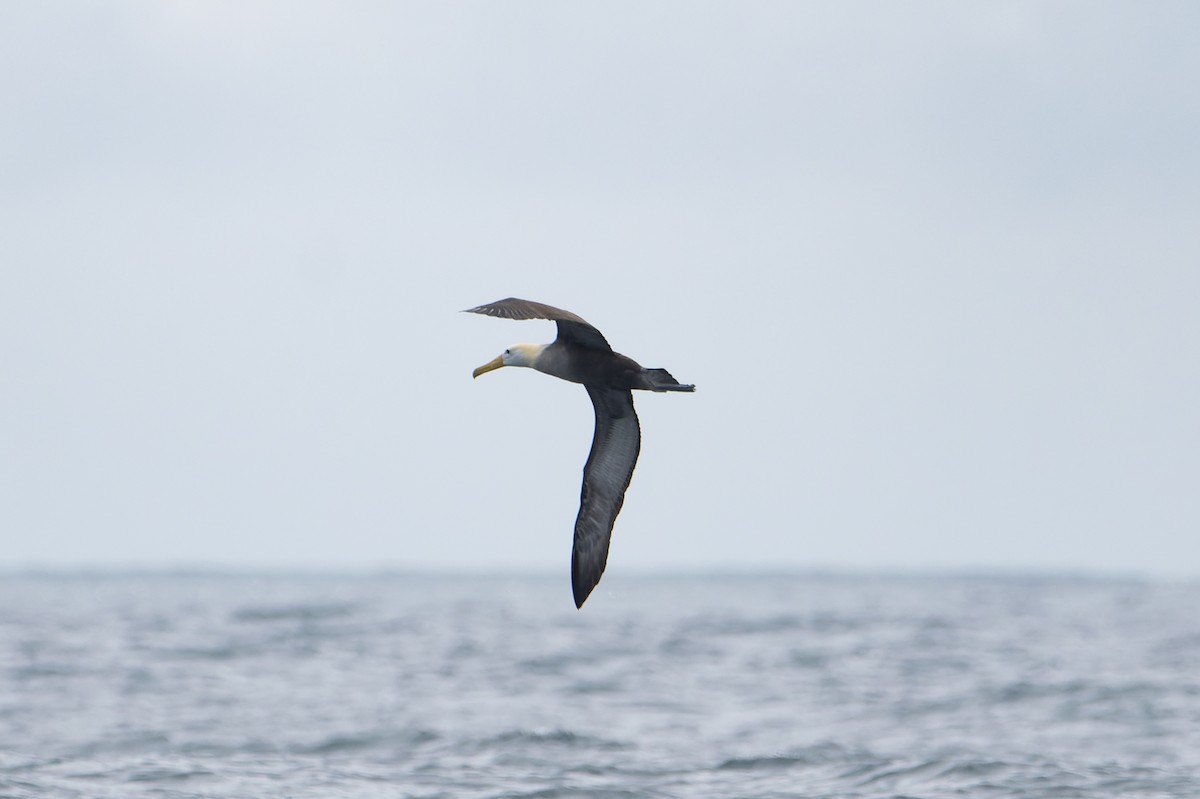 Waved Albatross - Pablo Martinez Morales