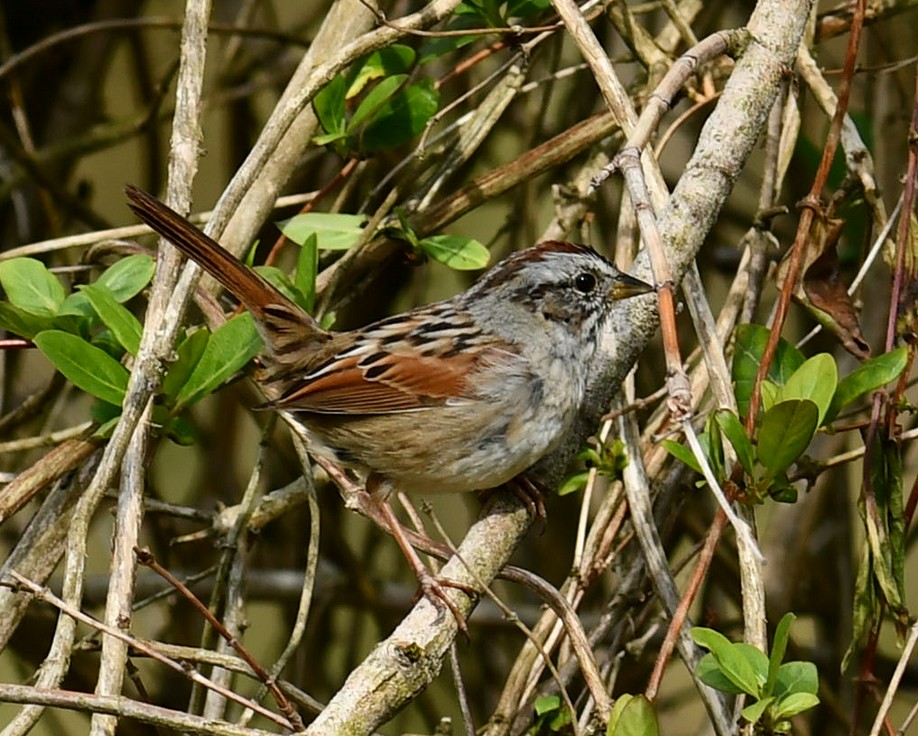 Swamp Sparrow - M Huston