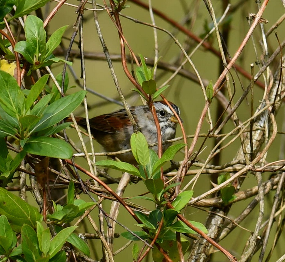 Swamp Sparrow - ML616701216