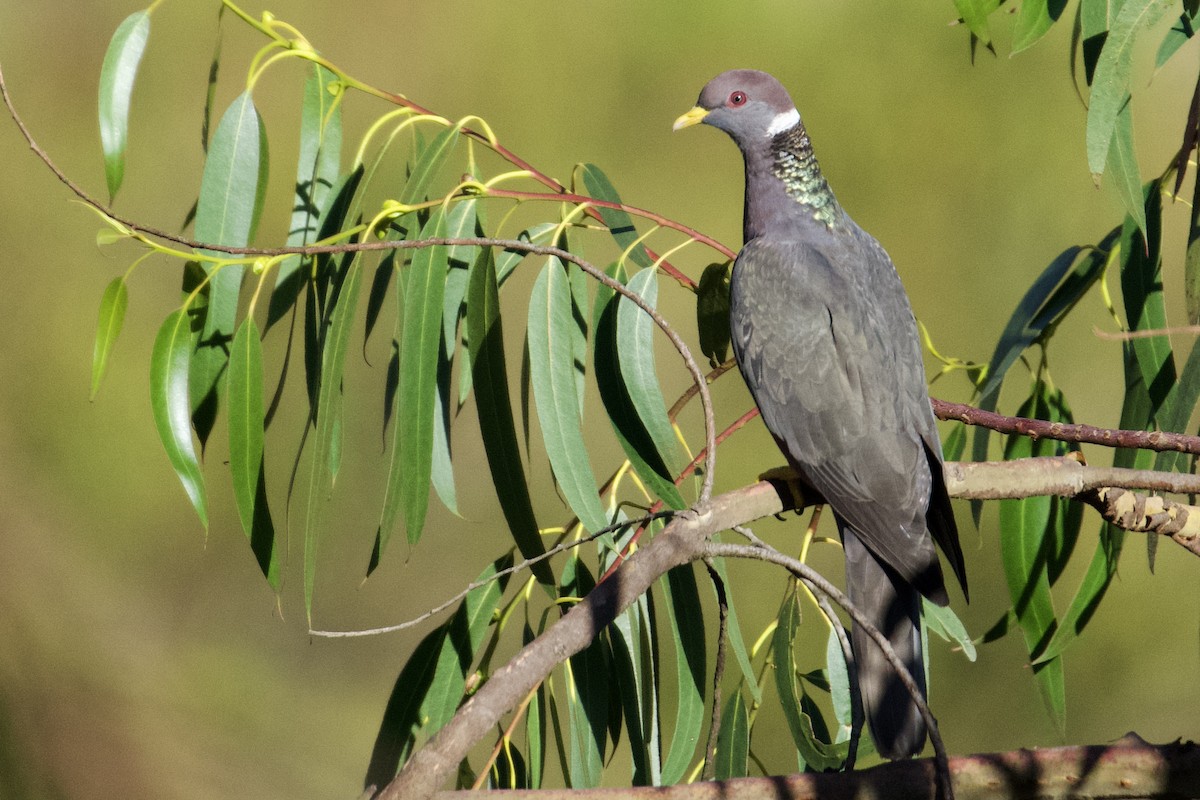 Band-tailed Pigeon - ML616701230