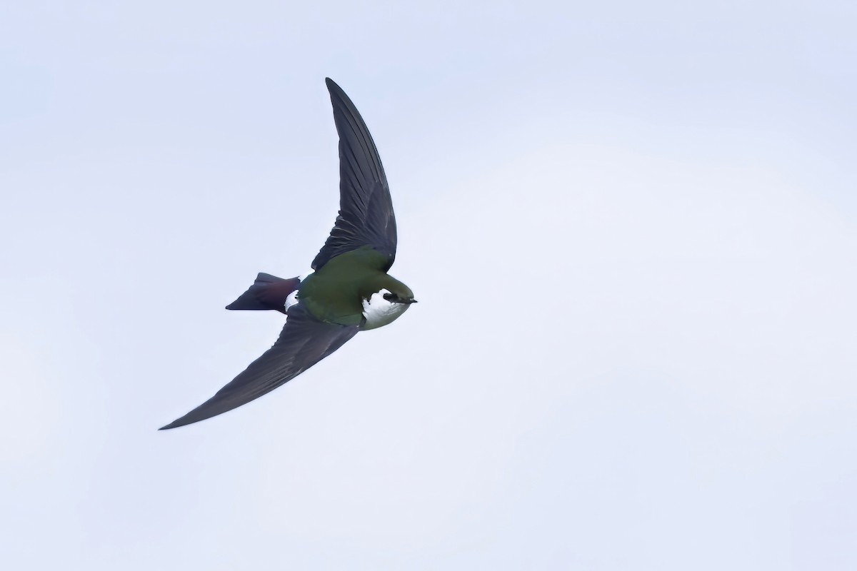 Violet-green Swallow - ML616701307