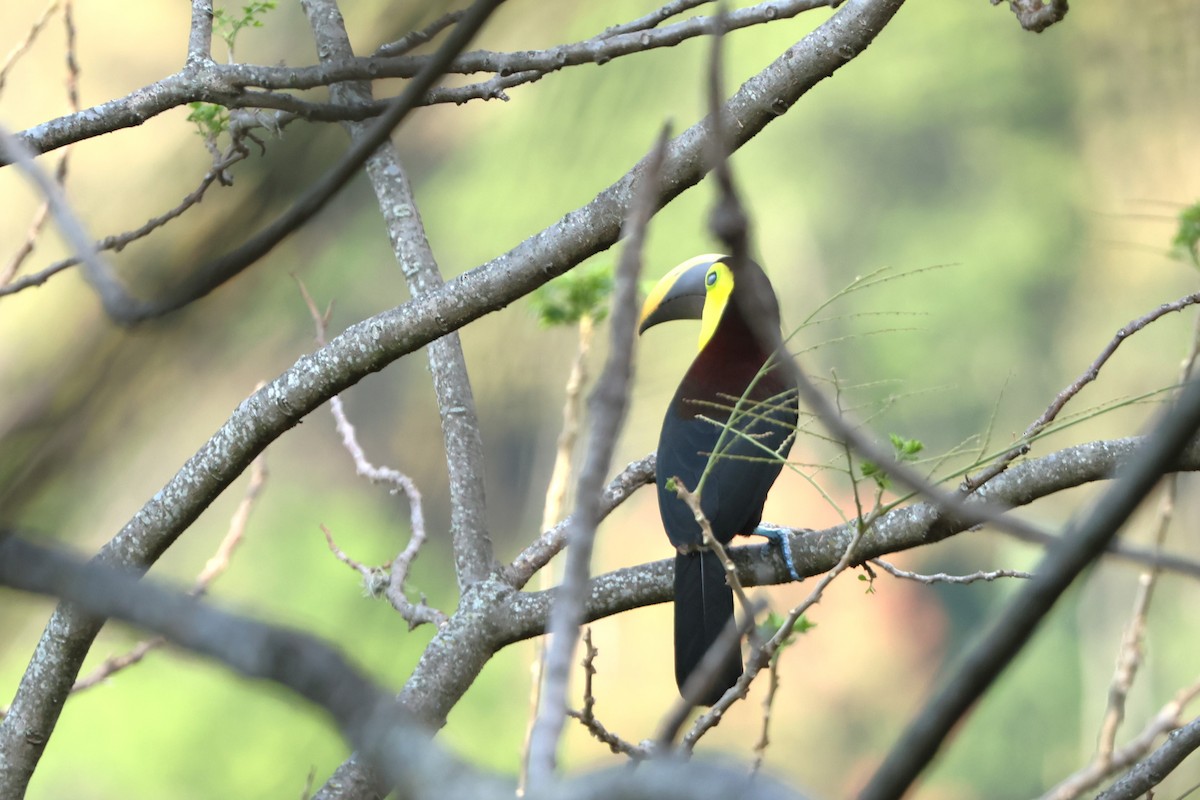 Yellow-throated Toucan (Black-mandibled) - ML616701317