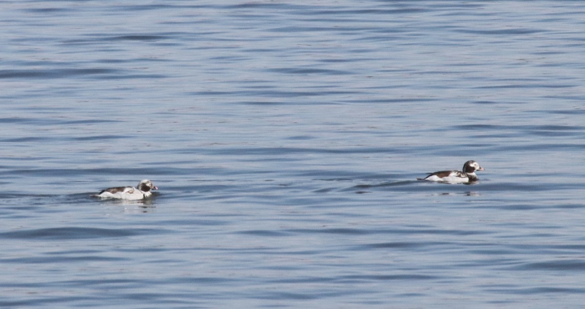 Long-tailed Duck - ML616701330