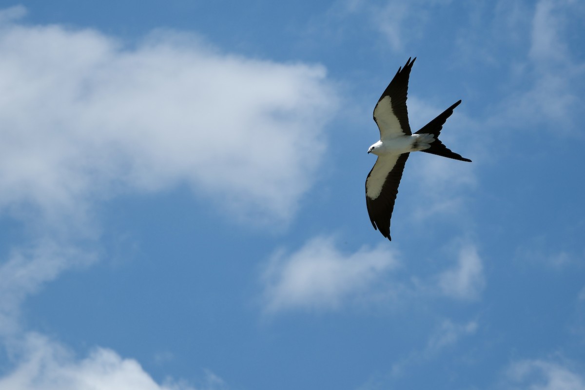 Swallow-tailed Kite - ML616701349