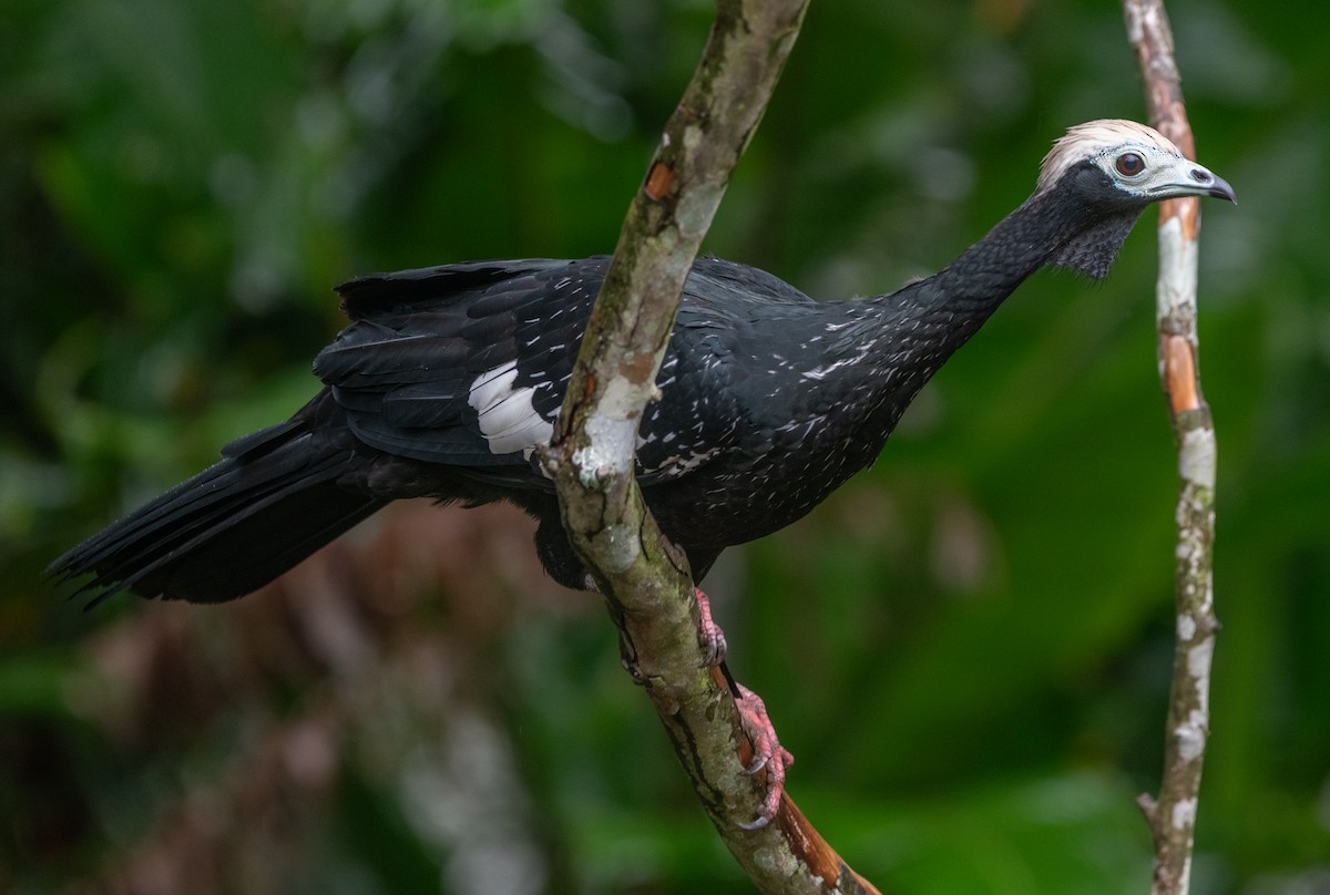 Blue-throated Piping-Guan - Philip Reimers