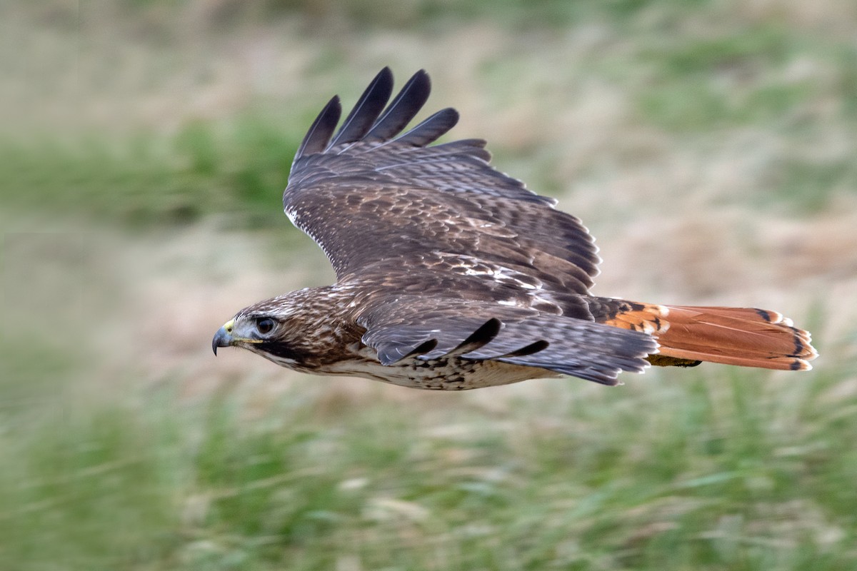 Red-tailed Hawk - ML616701476