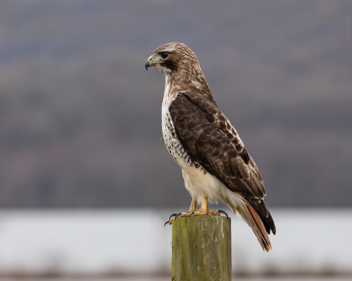 Red-tailed Hawk - ML616701477