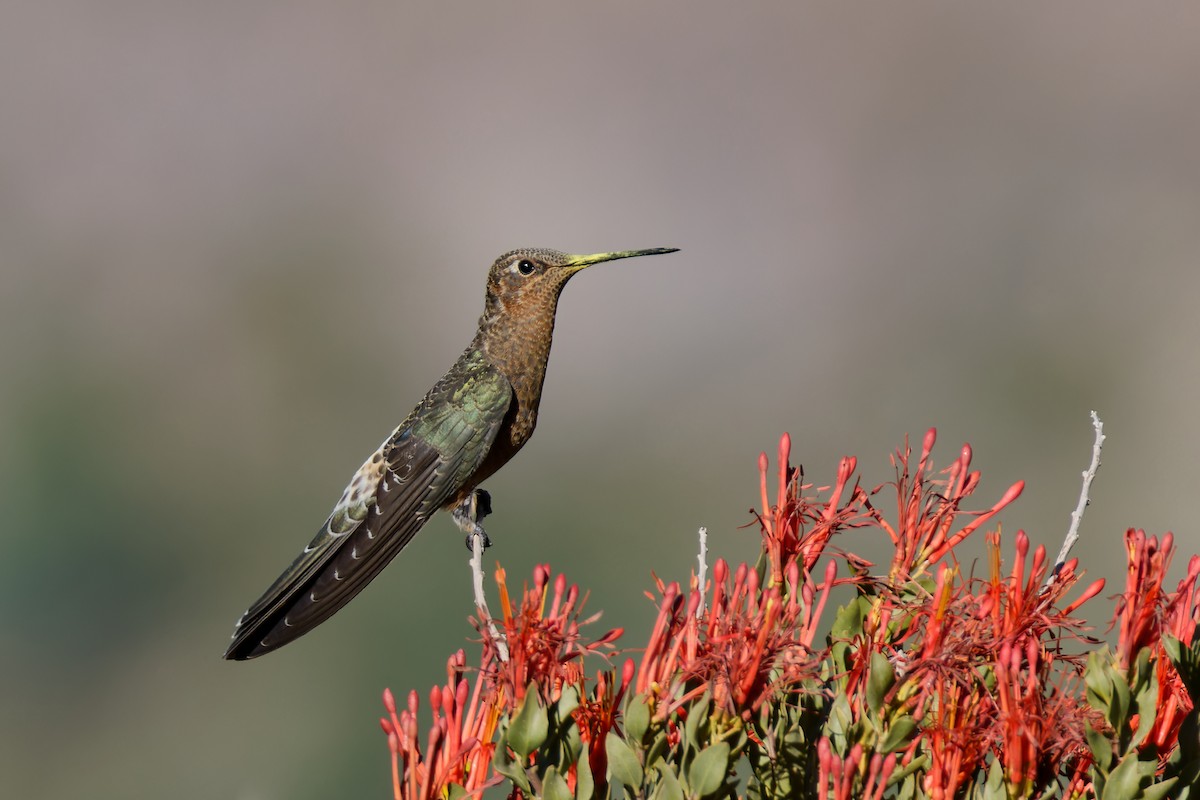 Giant Hummingbird - Robert Doster