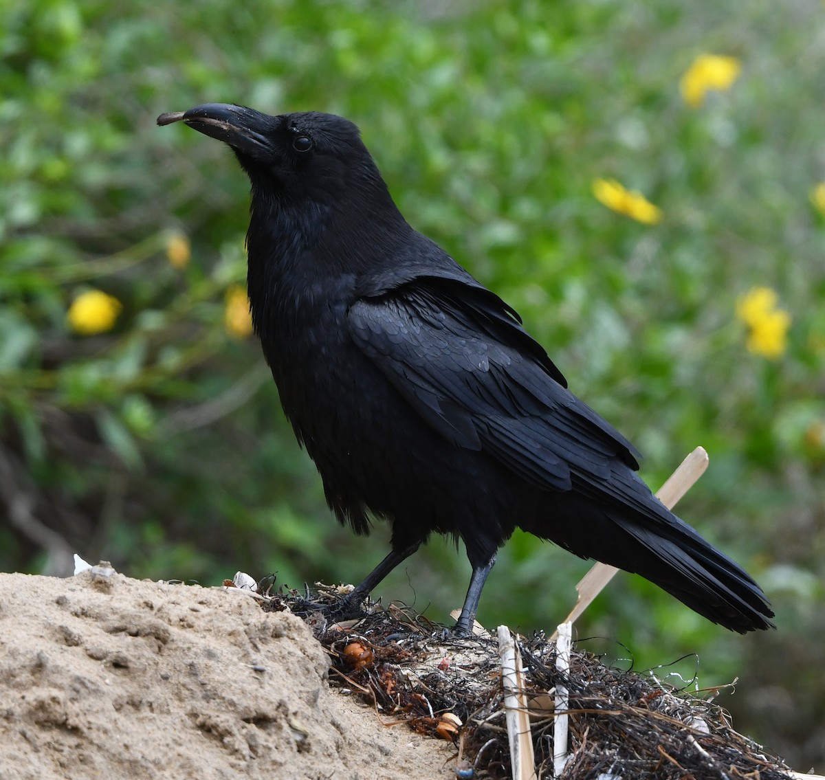 Common Raven - Jeremy Cohen