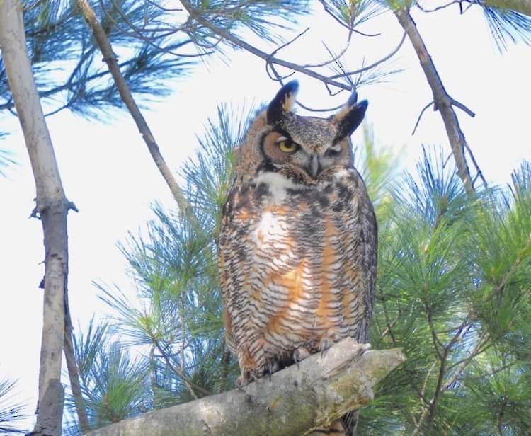 Great Horned Owl - ML616701569
