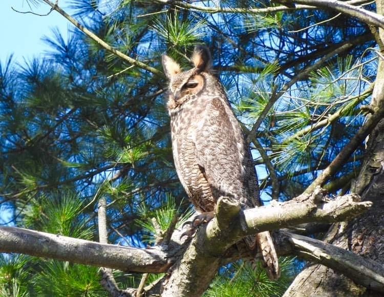 Great Horned Owl - ML616701573