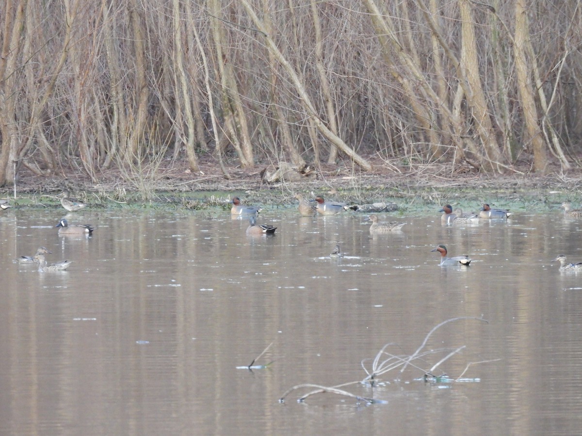 Green-winged Teal - ML616701588