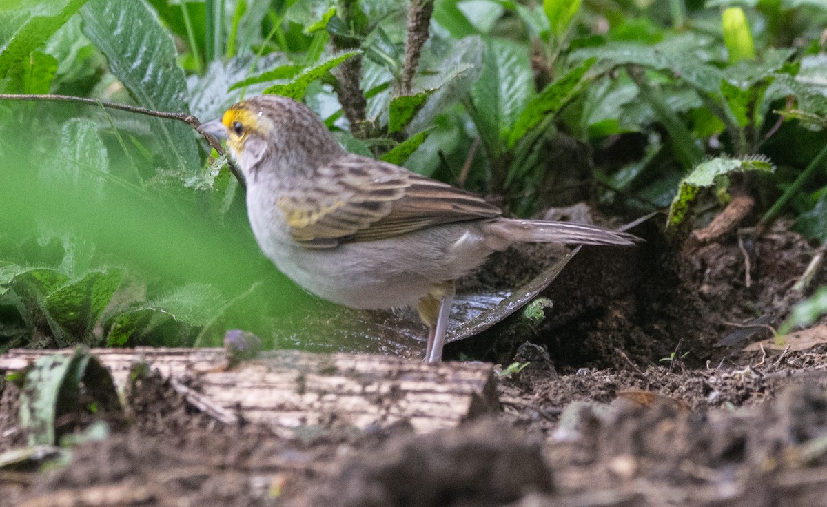 Yellow-browed Sparrow - Philip Reimers