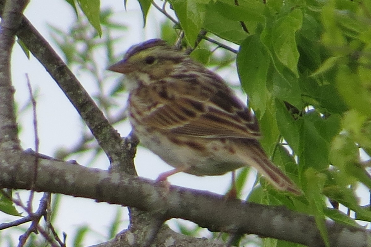 Savannah Sparrow - ML616701590