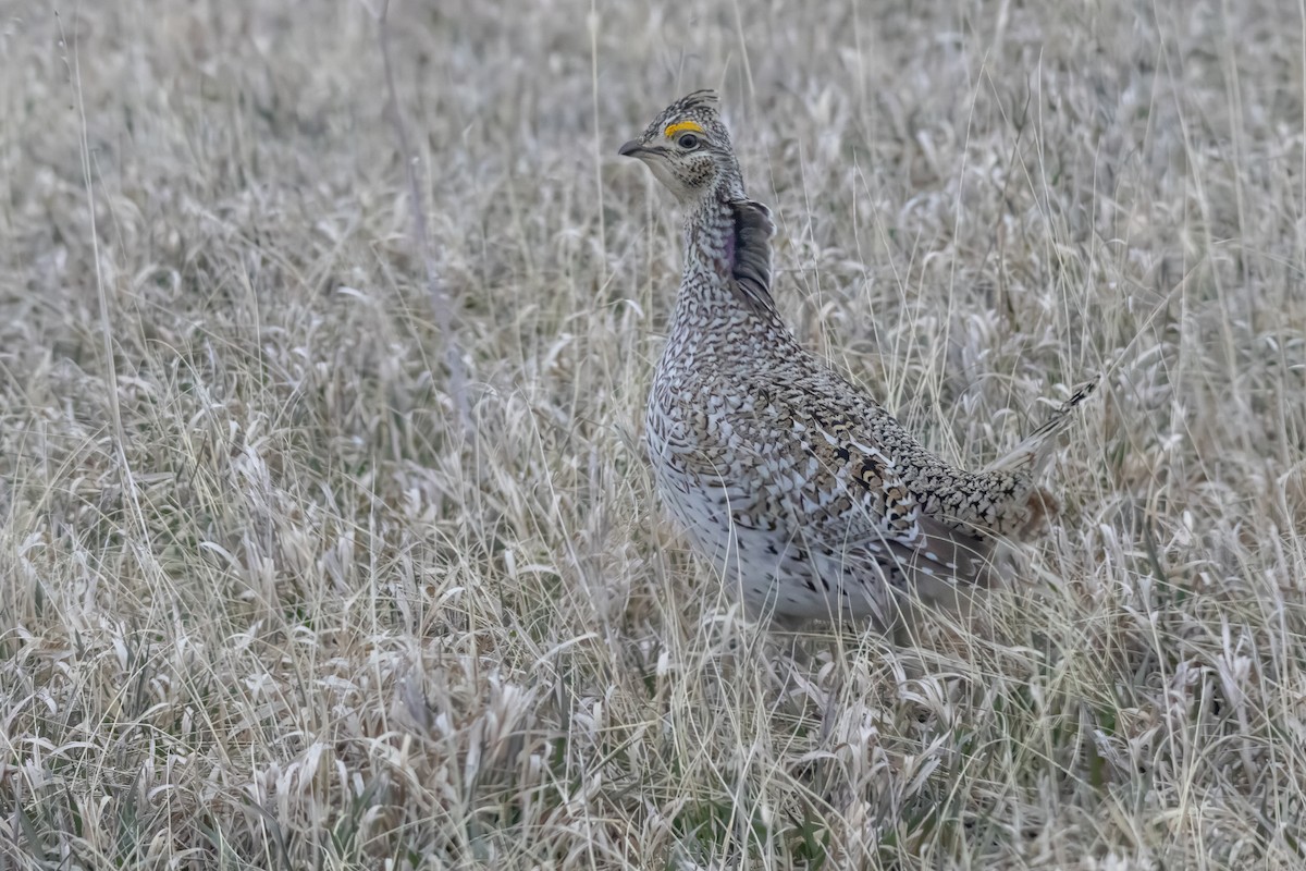 Sharp-tailed Grouse - Tommy Childers