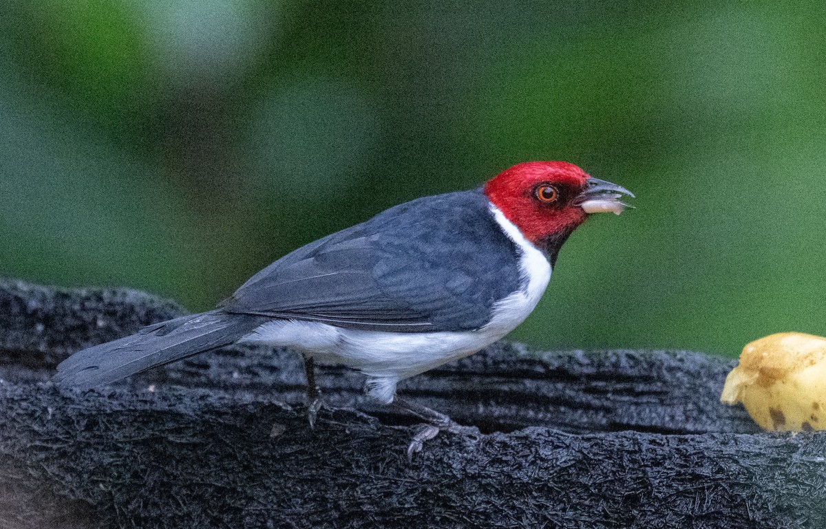 Red-capped Cardinal - Philip Reimers