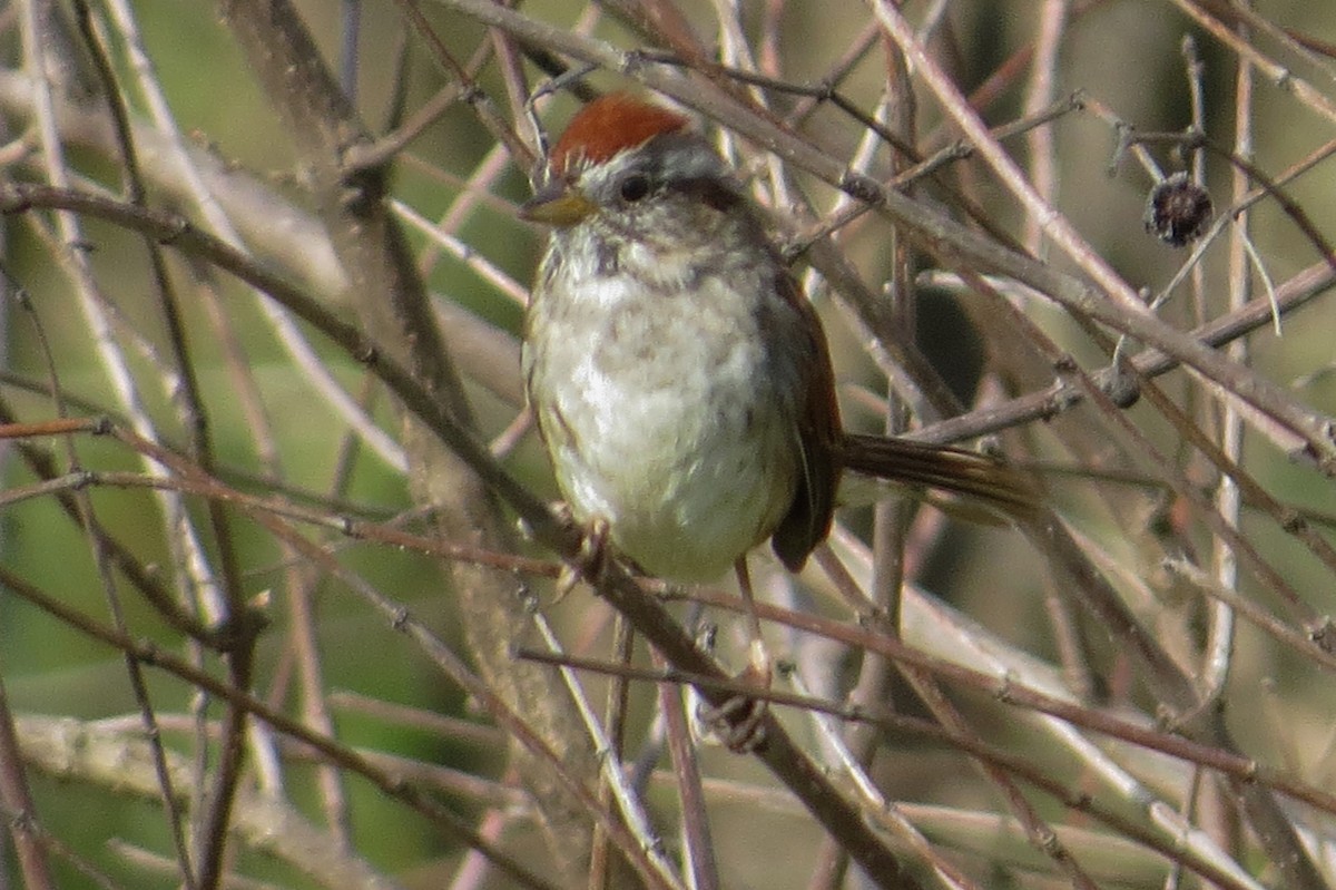 Swamp Sparrow - ML616701685