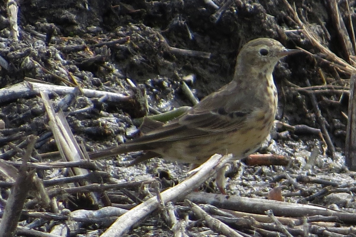 American Pipit - Liam Wolff