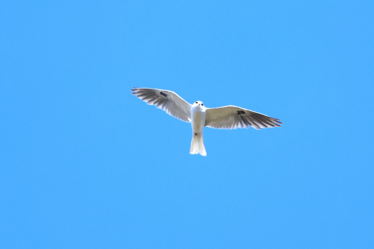 White-tailed Kite - Brad Benter