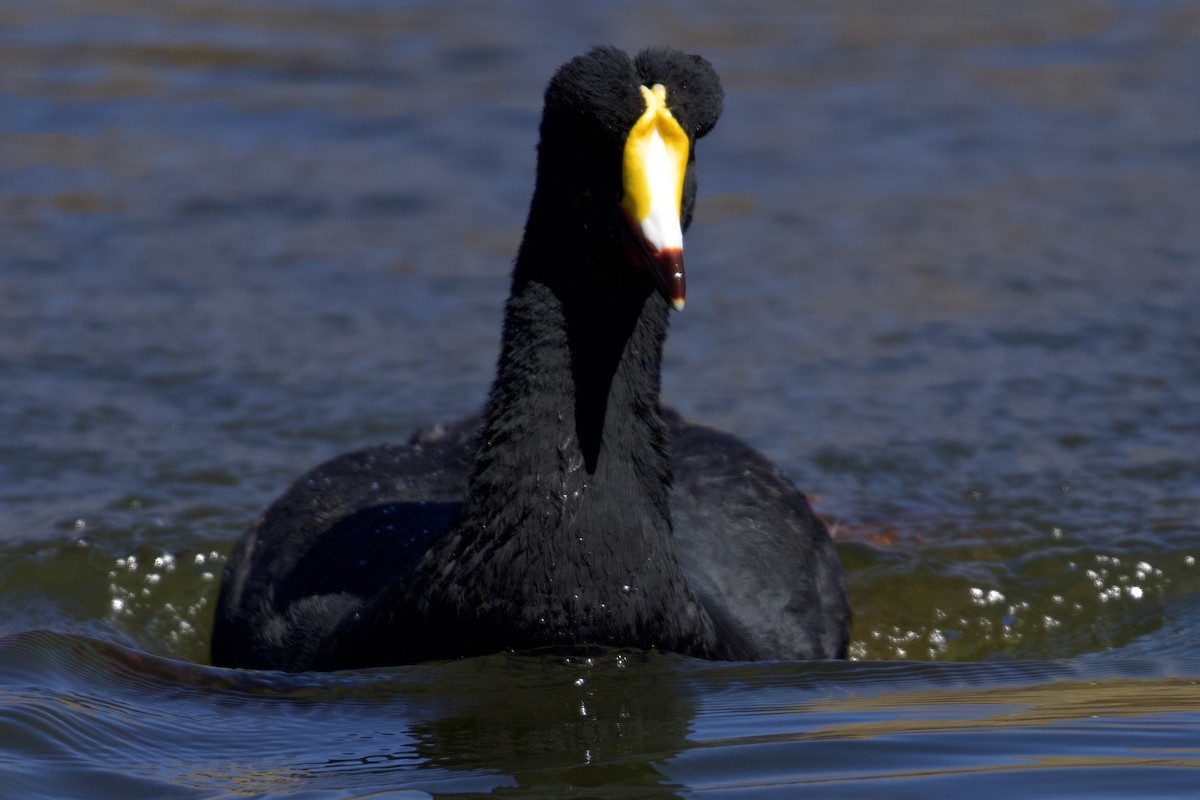 Giant Coot - ML616701744