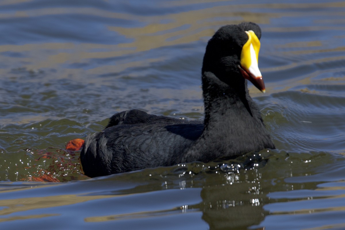 Giant Coot - ML616701745