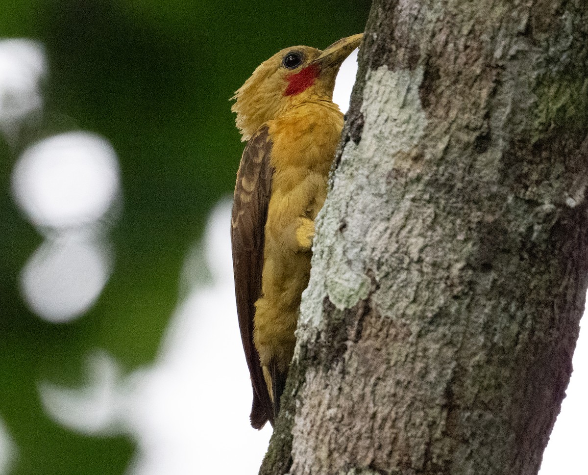 Cream-colored Woodpecker - Philip Reimers