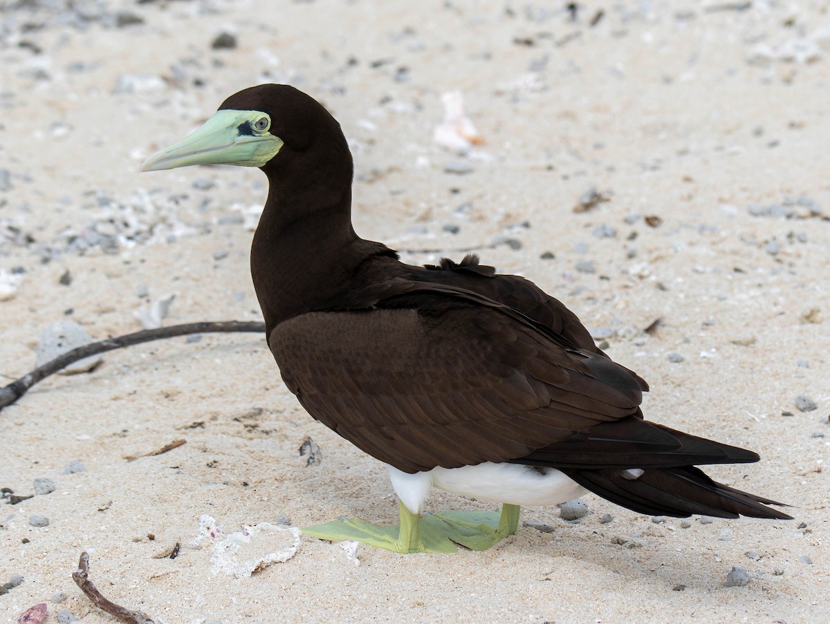 Brown Booby - ML616701783