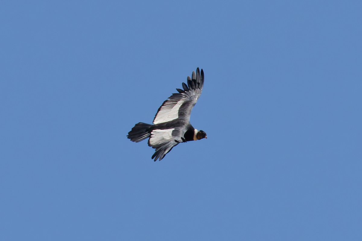 Andean Condor - ML616701797