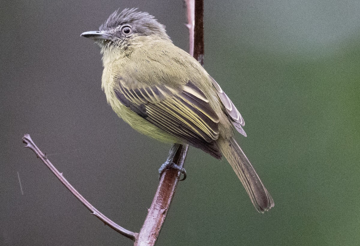 Gray-crowned Flatbill - Philip Reimers