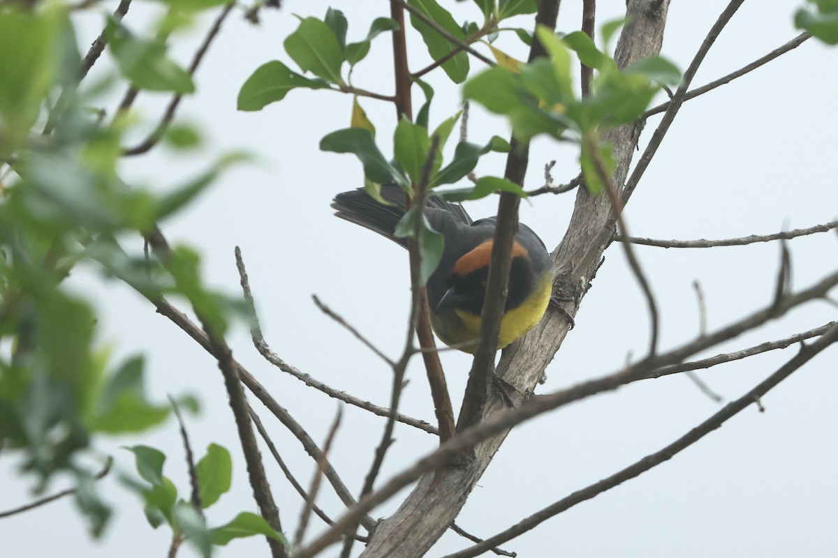 Yellow-breasted Brushfinch (nigrifrons) - Brad Benter