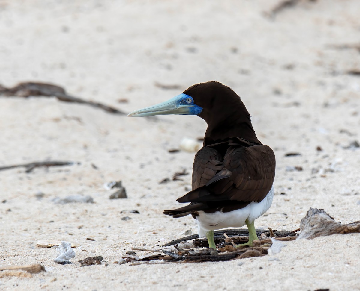 Brown Booby - ML616701966