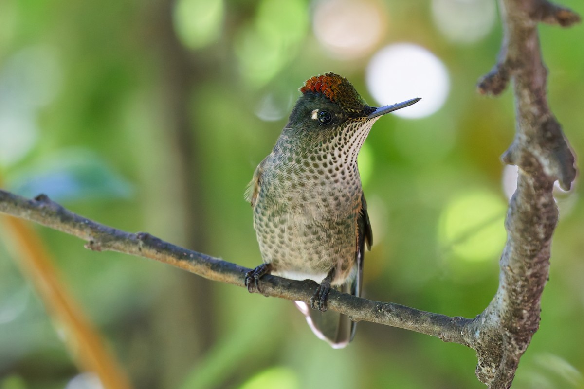 Green-backed Firecrown - ML616701980