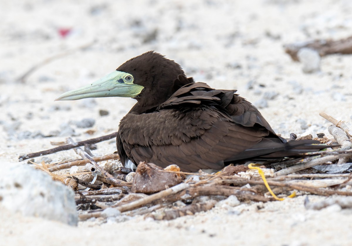 Brown Booby - ML616701982