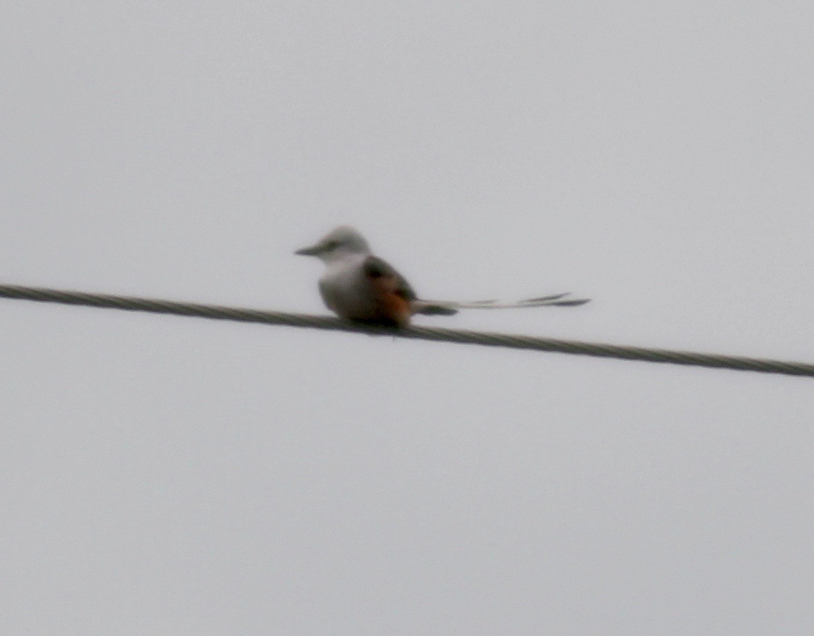Scissor-tailed Flycatcher - David Brotherton, cc