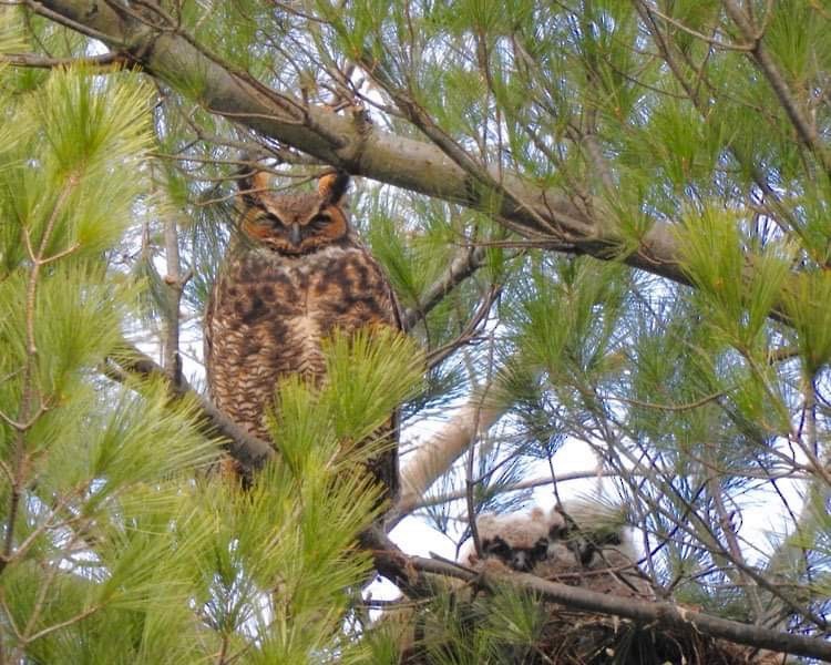 Great Horned Owl - ML616702029