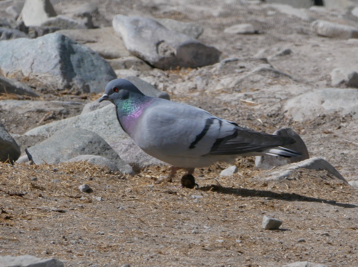 Pigeon des rochers - ML616702062
