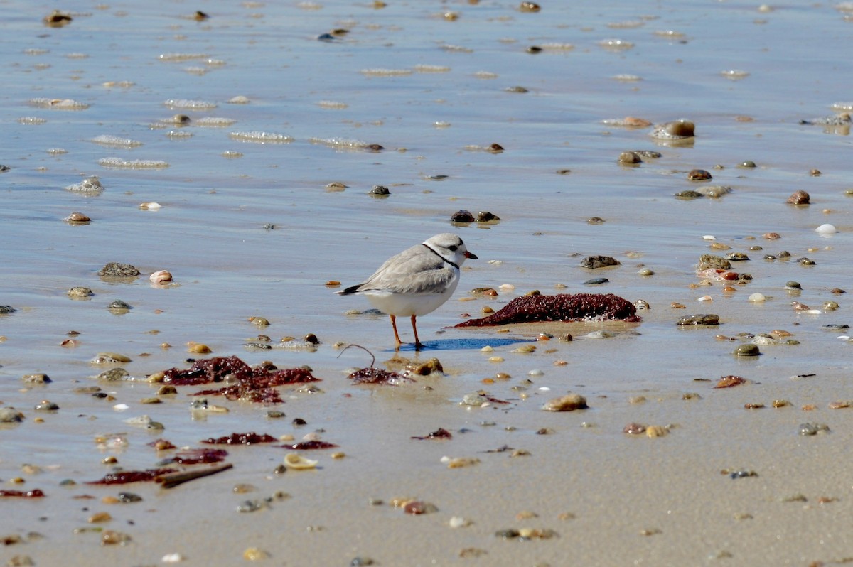 Piping Plover - ML616702114