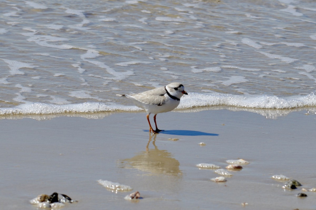 Piping Plover - ML616702115