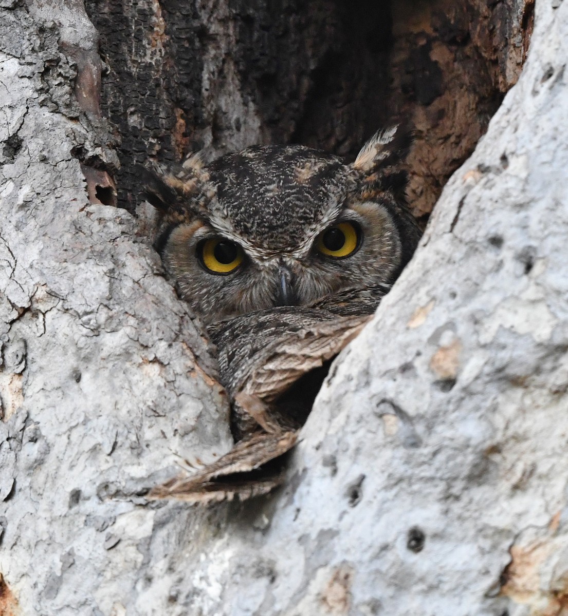 Great Horned Owl - ML616702136